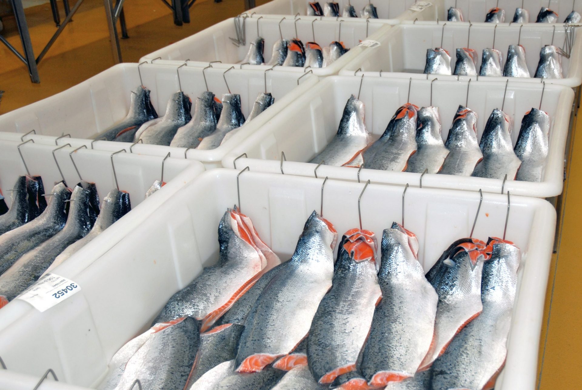 Storage, transportation, maturation and collection Eurofish