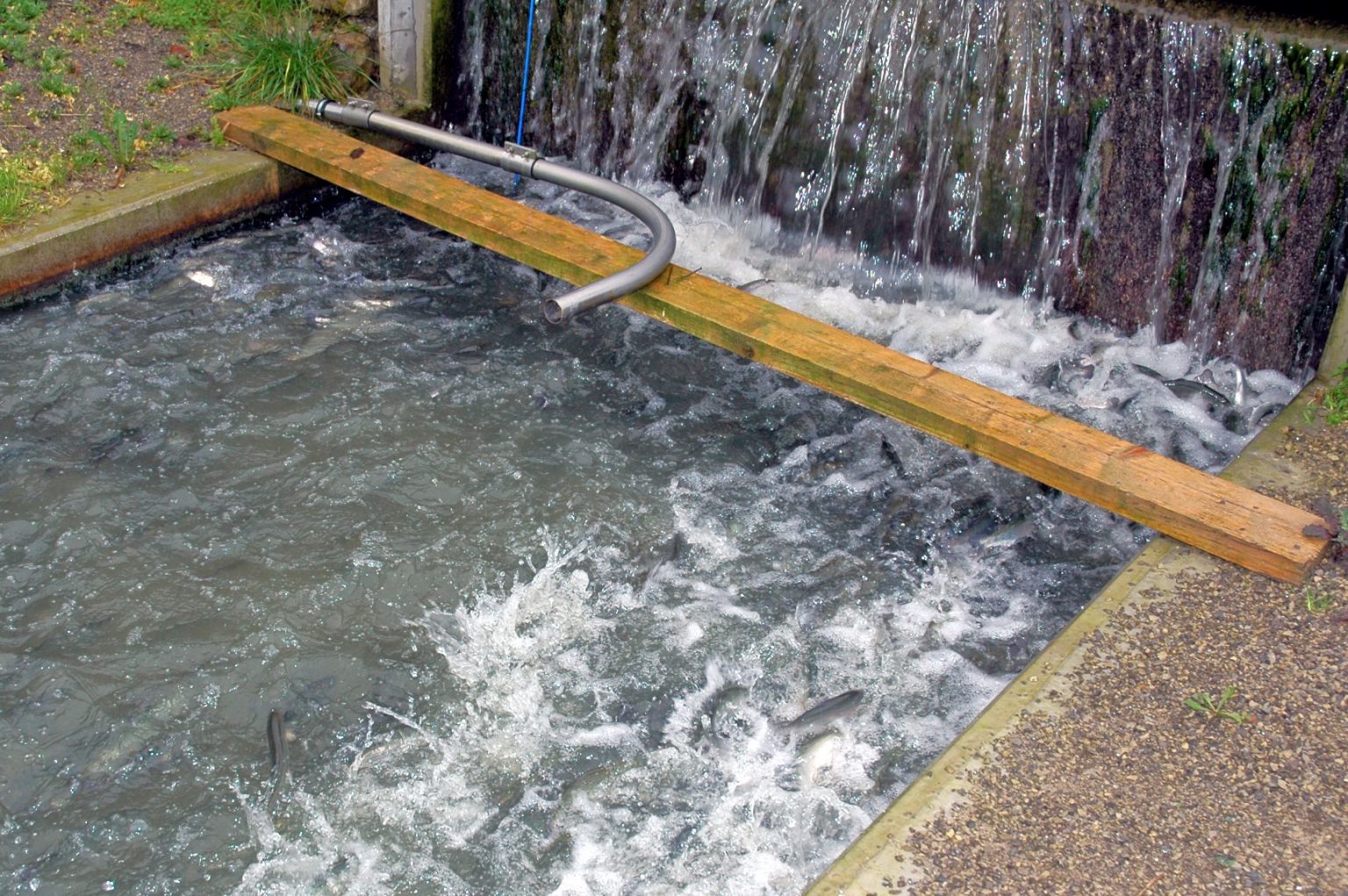 Aeration systems and pure oxygen in aquaculture Eurofish