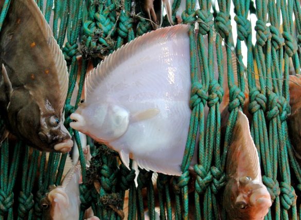 Plaice