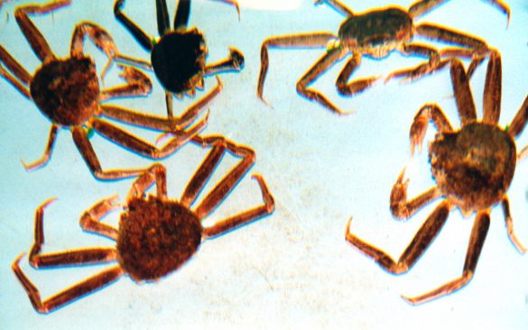 Queen crab