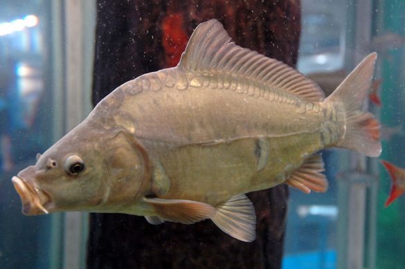EM6 17 common carp