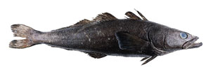EM6 18 News Int Toothfish