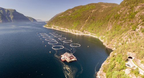 EM4 19 News Norway salmon