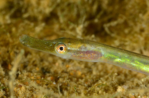 © OCEANA / Carlos Minguell