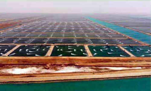 EM 2 20 Saudi Arabia aquaculture EM 2 20 Saudi Arabia aquaculture