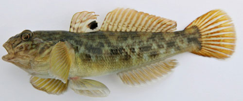 EM1 21 SP round goby