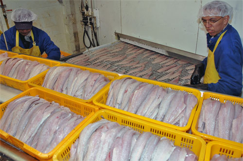 EM2 21 PRO Fish processing