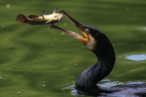 Eurofish to host companies from its member countries at fish ...