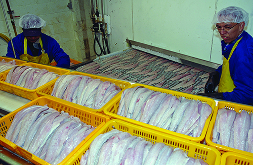 EM3 25 TM Seafood and tariffs BC080 A large proportion of the frozen hake fillets.